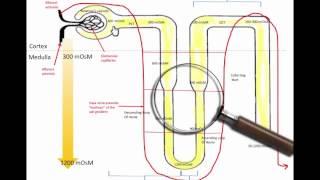 Reabsorption in the nephron [upl. by Anileve]