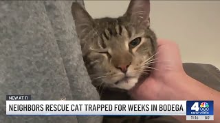 Bodega cat trapped for WEEKS finally rescued by neighbors  NBC New Yorks [upl. by Tarazi]