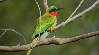 Redthroated Beeeater Ghana 2015 [upl. by Retepnhoj]