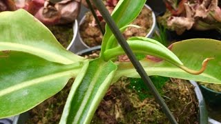 The Home Depot Nepenthes Miranda [upl. by Essyle920]