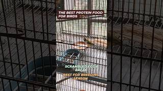 Best Protein food for birds egg bread season 2025lovebirds budgies finches [upl. by Icul]