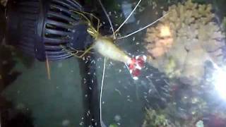 My Cleaner Shrimp Spawning [upl. by Wendi]