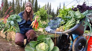 Autumn Days in Alaska  Harvesting Vegetables for Winter Storage [upl. by Tacy]