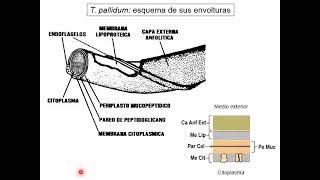 7 Treponema y Leptospira [upl. by Castera]