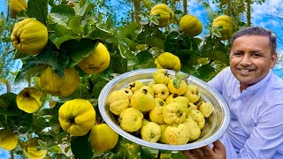 Jannati Phal Ka Jam  Quince Fruit Benefits  Benefits Of Safarjal  Bahi Dana  Village Food Secret [upl. by Storer]