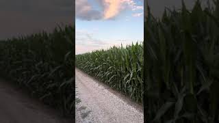 Update from BecksHybrids Dealer Matt Herman in S Illinois on his nationalcorngrowers Field [upl. by Angadresma96]