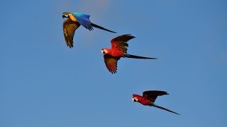 Free fly of Belgium free flight parrots macaws RIP Rambo shot down by a hunter [upl. by Decca]