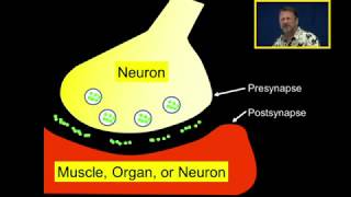 Neurotransmission Introduction [upl. by Keli]