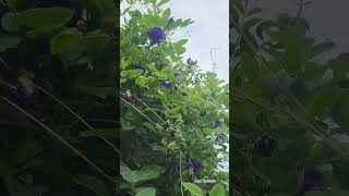 Aparajita plant care tips gardening flowers plants houseplants aprajitaplant flowerbeauty [upl. by Dlanigger]