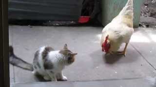 gato vs gallo [upl. by Arama]