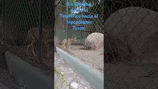 Zoológico del Río Orizaba desde el Teleférico hacia el hipopótamo Tyson Coyotes [upl. by Aznola]