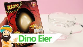 DINO Eier schlüpfen in 48H  Growing Pet HATEHEM Experiment für Kinder  Spielzeug Guru [upl. by Arem]