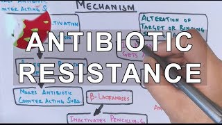 Antibiotic Resistance  Evolution Genetics Microbiology [upl. by Melac]