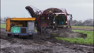 Bietenoogst 2023  Extreme wet harvest  Vervaet Beet Eater 925 ploegt door de modder  IHI IC100 [upl. by Amairam]