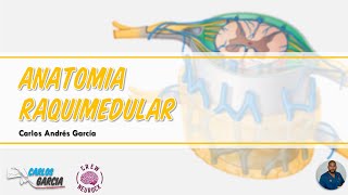 Anatomía y Embriología de la Médula Espinal Configuración Externa Meninges y Arterias Espinales [upl. by Poole]