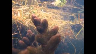 Inle Lake Aldrovanda vesiculosa and Celestichthys choprae DIscoveryPlanet [upl. by Joete]