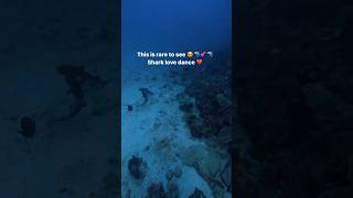 SHARKS MATING 🥰  SUBSCRIBE for all things sharks shorts [upl. by Harve]