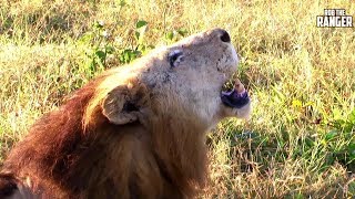 Big Lion Makulu Mapogo Territorial Stroll  Archive Footage [upl. by Dolores351]