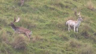 Fallow Deer Trophy Hunting in New Zealand [upl. by Bondy]