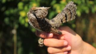 Wryneck Jynx torquilla Gedser Odde [upl. by Aidnyl]