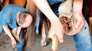 4K Hoof Care Tutorial How to Clean and Treat Injuries [upl. by Janette]