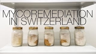 Radical Mycology Mycoremediation Lab at Le Commun in Switzerland [upl. by Aicnarf]