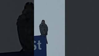 Whitecrowned Sparrow sings to mate in distance Cresent City CA [upl. by Iror]