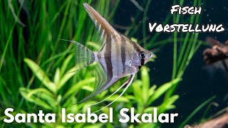 Santa Isabel Skalar  Pterophyllum Scalare quotSanta Isabelquot  Liquid Nature Fisch Vorstellung [upl. by Pas]