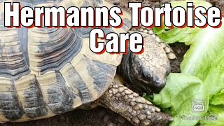 Hermanns Tortoise Care [upl. by Willin213]