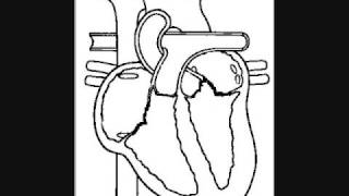 The Heart Electrical Mechanical and EKG [upl. by Attena]