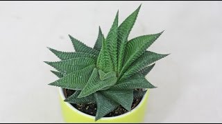 Haworthia limifolia [upl. by Aihsiek705]