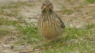 Ortolan Bunting [upl. by Leiru831]