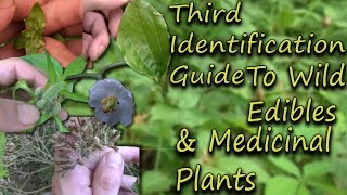 How To Identify Wild Edibles amp Medicinal Plants  A Full Video Guide [upl. by Endres]