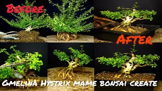 Mame Bonsai Making amp Repottinggmelina hystrix mame bonsaihow to create mame bonsai step by step [upl. by Gilmore]