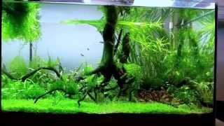 Aquarium 45 l microdevario kubotai [upl. by Motch]