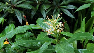 Rain in my tropical style garden Moscow USDA 4 September 2023 [upl. by Kcir]