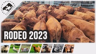 Lubuskie Angusowo  S6 E25  Rodeo 2023 i Kotlina Kłodzka [upl. by Soalokcin]