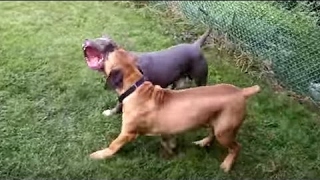 Boerboel vs American Bandog  Dog Videos Mr Fenley [upl. by Hilar462]