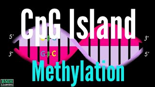 CpG Islands  CpG Sites  CpG Islands amp DNA Methylation [upl. by Aleciram]