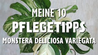 Kennst du diese 10 Pflegetipps für deine Monstera deliciosa variegata [upl. by Anyk]