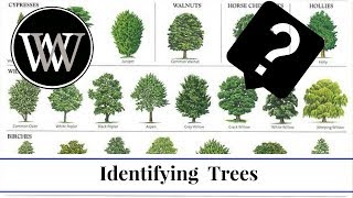 How to Identify a Tree By Leaf Bark and Fruit  Wood and Lumber Identification for Woodworking [upl. by Ainoyek11]