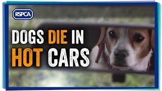 Dogs die in hot cars [upl. by Ameerahs]