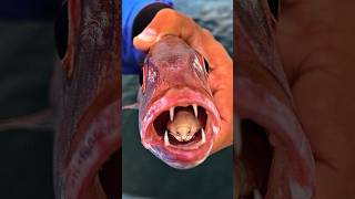 Beyond Horror The Surprising Reality of the TongueEating Isopod animals shorts [upl. by Ennadroj]