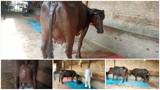 Murrah buffalo latest video ।। ऐसे नगीने जिनके लिए ग्राहक आते हैं बार बार Balaji Dairy पर खरीदने [upl. by Mcculloch64]