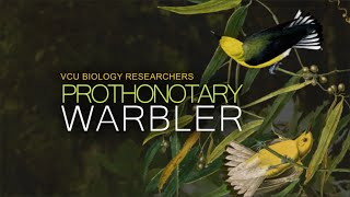 VCU Biology Researchers  The Prothonotary Warbler [upl. by Ainalem]