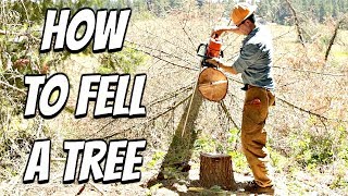 How to cut down a tree with a chainsaw [upl. by Sirronal336]