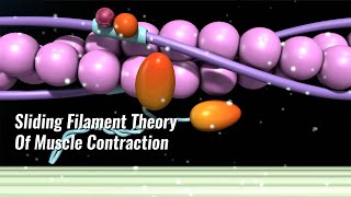 Sliding Filament Theory Of Muscle Contraction Explained [upl. by Muhcan]