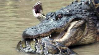 Python vs Alligator 13  Real Fight  Python attacks Alligator [upl. by Jeraldine]