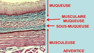 histologie digestive partie 1 [upl. by Thirzi]