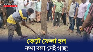 কে টে ফেলা হচ্ছে কথা বলা সেই গাছ [upl. by Avie]